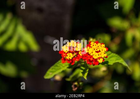 Auffällige rote und gelbe lantana blüht im tropischen Jaco, Costa Rica. Stockfoto