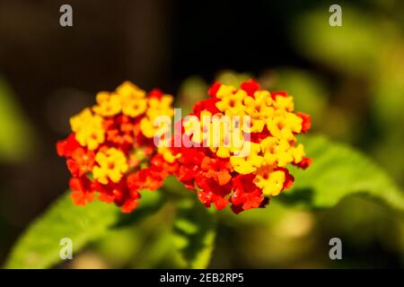 Auffällige rote und gelbe lantana blüht im tropischen Jaco, Costa Rica. Stockfoto