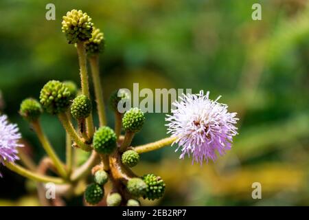 Eine Berührung mich nicht in der Blüte Pflanzen. Auch bekannt als Scham-Pflanze oder empfindliche Pflanze Mimosa pudica hat eine faszinierende Reaktion, wenn sie berührt, die Blätter Tropfen. Stockfoto