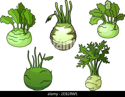 Reife Kohlrabi Kohl Gemüse mit sappy grünen Blättern isoliert auf weißem Hintergrund, für gesunde vegetarische Ernährung oder Landwirtschaft Themen Design Stock Vektor