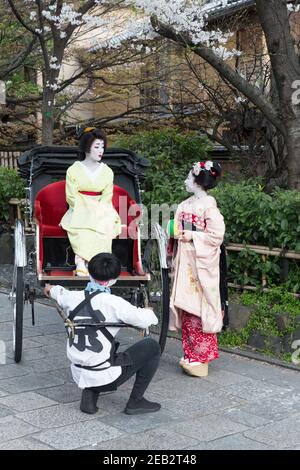 Kyoto Japan zwei Geisha-gekleidete Frauen und ein Rikscha-Fahrer posieren für Fotos auf Shirakawa-minami dori im Gion-Viertel unter der Kirsche Stockfoto