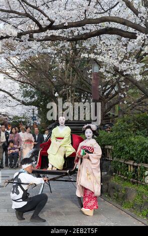 Kyoto Japan zwei Geisha-gekleidete Frauen und ein Rikscha-Fahrer posieren für Fotos auf Shirakawa-minami dori im Gion-Viertel unter der Kirsche Stockfoto