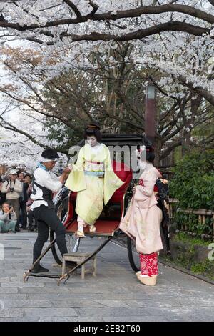 Kyoto Japan zwei Geisha-gekleidete Frauen und ein Rikscha-Fahrer posieren für Fotos auf Shirakawa-minami dori im Gion-Viertel unter der Kirsche Stockfoto