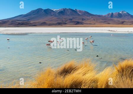 Canapa Lagune mit James Flamingo (Phoenicoparrus jamesi), Uyuni, Bolivien. Stockfoto