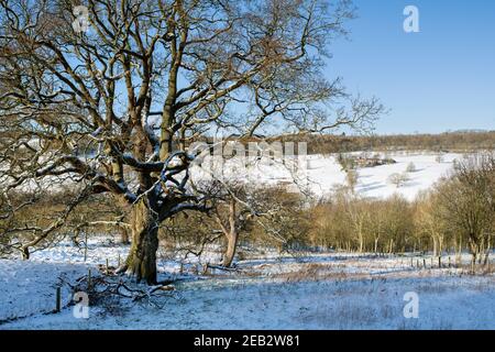 Eiche und Farm in den cotswolds im Schnee. Cotswolds, Gloucestershire, England Stockfoto