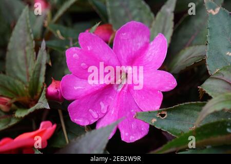 violette Blume Stockfoto