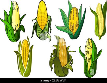 Leuchtend gelbe Mais- oder Maisgemüsekoben, mit grünen Blättern bedeckt, für Landwirtschaft oder vegetarische Lebensmittel Themen Stock Vektor