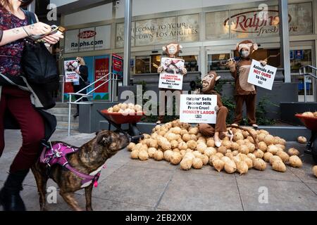 Los Angeles, Usa. Februar 2021, 11th. PETA-Aktivisten in Affenkostümen halten Plakate und Kokosnüsse während eines Protestes gegen Thailands Chaokoh-Marke, weil sie angeblich Affen dazu zwingen sollen, auf Bäume zu klettern, um Kokosnüsse zu sammeln und sie unter grausamen Bedingungen zu halten. Große US-Einzelhändler wie Costco und Target stoppten den Verkauf von Chaokoh Kokosmilch über Vorwürfe der Zwangsarbeit von Affen. Kredit: SOPA Images Limited/Alamy Live Nachrichten Stockfoto