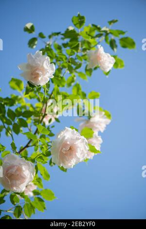 Rosen gegen blauen Himmel. Rosengarten im Prag Stockfoto