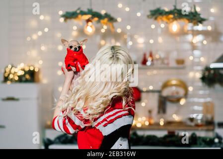Portrait der blonden Frau trägt Weihnachten Santa hält chihuahua Hunde in Weihnachten Kostüm in der Küche mit Weihnachtsdekoration, lächelnd und suchen Stockfoto