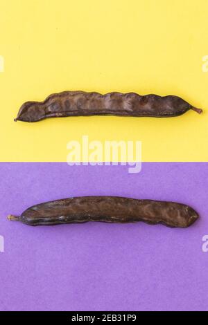 Drei Johannisbrotfrüchte, auf einem halb violetten und halb gelben Hintergrund Stockfoto