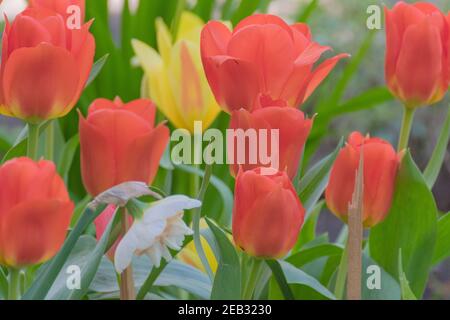 Nahaufnahme von gelben und orangefarbenen Tulpen. Blühende Tulpen im Stadtpark im Frühling. Stockfoto