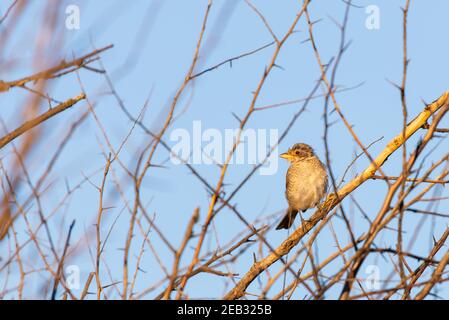 Junger Rotrückenwürger oder Lanius collurio auf einem Ast sitzend. Stockfoto