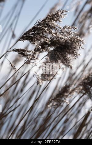 Schöne ruhige winkende Schilf im Sonnenlicht Stockfoto