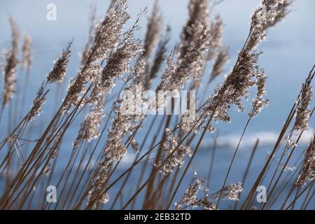 Schöne ruhige winkende Schilf im Sonnenlicht. Blauer Hintergrund Stockfoto