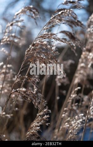 Schöne ruhige winkende Schilf im Sonnenlicht Stockfoto