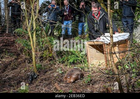 Datei Foto vom 30/01/20 von einem erwachsenen Paar von eurasischen Biber nach seiner Freilassung auf dem National Trust Holnicote Estate auf Exmoor in Somerset. Eine Rekordzahl von Bibern wird in diesem Jahr von Wildtiervereinen in England und Wales in Standorte freigegeben werden - 20 Jahre nachdem das semi-aquatische Säugetier zum ersten Mal ein Comeback gemacht hat. Ausgabedatum: Freitag, 12. Februar 2021. Stockfoto