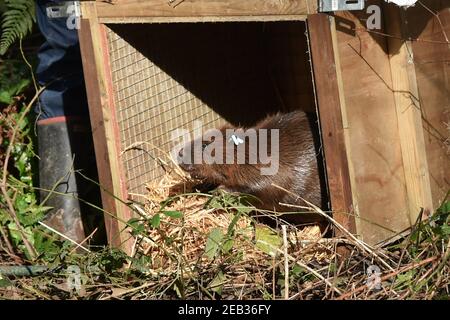 Datei Foto vom 30/01/20 von einem erwachsenen Paar von eurasischen Biber, die auf dem National Trust Holnicote Estate auf Exmoor in Somerset veröffentlicht. Eine Rekordzahl von Bibern wird in diesem Jahr von Wildtiervereinen in England und Wales in Standorte freigegeben werden - 20 Jahre nachdem das semi-aquatische Säugetier zum ersten Mal ein Comeback gemacht hat. Ausgabedatum: Freitag, 12. Februar 2021. Stockfoto