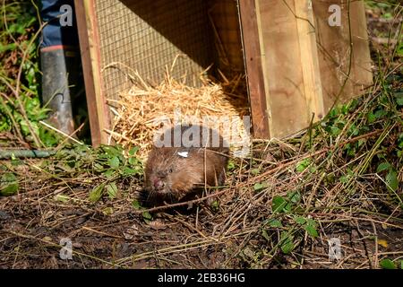 Datei Foto vom 30/01/20 von einem erwachsenen Paar von eurasischen Biber nach seiner Freilassung auf dem National Trust Holnicote Estate auf Exmoor in Somerset. Eine Rekordzahl von Bibern wird in diesem Jahr von Wildtiervereinen in England und Wales in Standorte freigegeben werden - 20 Jahre nachdem das semi-aquatische Säugetier zum ersten Mal ein Comeback gemacht hat. Ausgabedatum: Freitag, 12. Februar 2021. Stockfoto