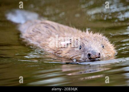 Datei Foto vom 30/01/20 von einem erwachsenen Paar von eurasischen Biber nach seiner Freilassung auf dem National Trust Holnicote Estate auf Exmoor in Somerset. Eine Rekordzahl von Bibern wird in diesem Jahr von Wildtiervereinen in England und Wales in Standorte freigegeben werden - 20 Jahre nachdem das semi-aquatische Säugetier zum ersten Mal ein Comeback gemacht hat. Ausgabedatum: Freitag, 12. Februar 2021. Stockfoto