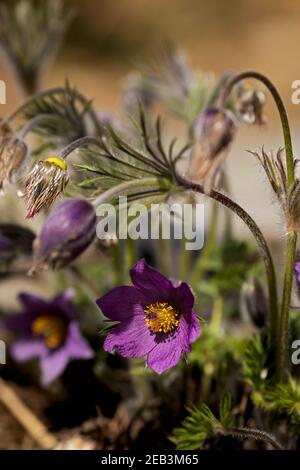 Schöne europäische Passblume im Frühling Stockfoto