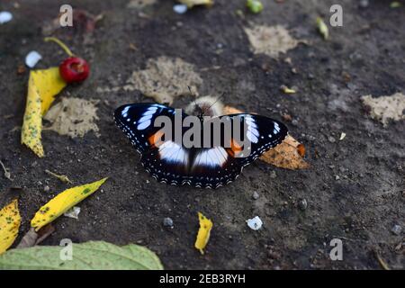Gemeinsame Eierfliegen Fütterung auf einem gefallenen Obst auf dem Boden Stockfoto