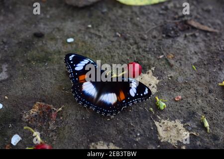 Gemeinsame Eierfliegen Fütterung auf einem gefallenen Obst auf dem Boden Stockfoto
