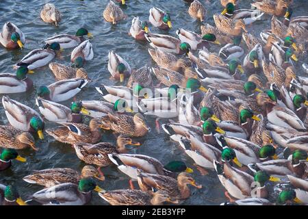 Er Schar von Stockenten (Anas platyrhynchos) Fütterung auf dem offenen Wasser im Winter im Stadtpark von Jekaterinburg. Russland Stockfoto