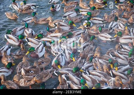 Er Schar von Stockenten (Anas platyrhynchos) Fütterung auf dem offenen Wasser im Winter im Stadtpark von Jekaterinburg. Russland Stockfoto