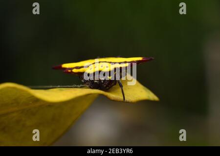 Gelbe stachelige Rückenwehspinne, die auf gelbem Blatt ruht Stockfoto