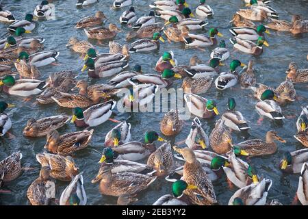 Er Schar von Stockenten (Anas platyrhynchos) Fütterung auf dem offenen Wasser im Winter im Stadtpark von Jekaterinburg. Russland Stockfoto