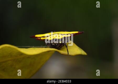 Gelbe stachelige Rückenwehspinne, die auf gelbem Blatt ruht Stockfoto