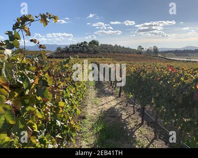 Schöne Aufnahme eines Weinbergs an einem sonnigen Tag in Temecula. Kalifornien Stockfoto