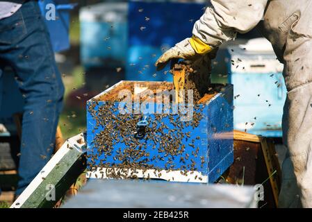 Imker sammeln Honig aus einer blauen Holzkiste Stockfoto