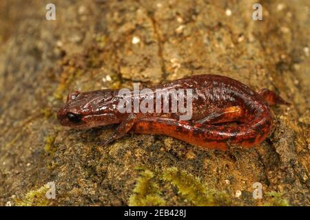 Nahaufnahme des zusammengerollten roten Salamanders auf einem Baum Rinde Stockfoto