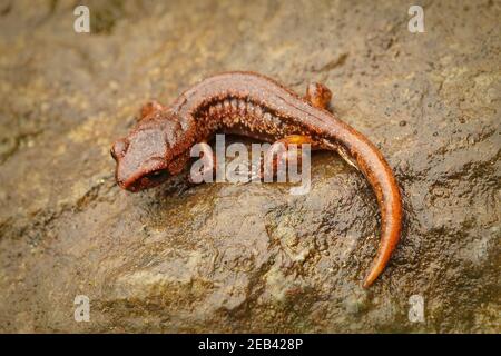 Nahaufnahme von braunem Ensatina Salamander auf nassem Holz Oberfläche Stockfoto