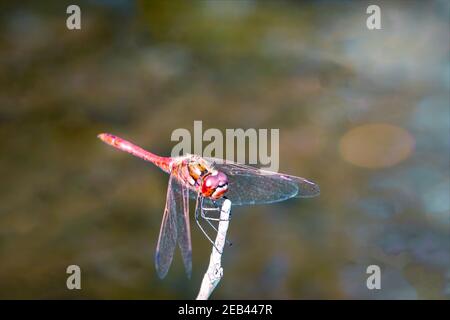 Große Libelle sitzt auf einem Ast mit durchscheinenden Flügeln auf verschwommenem Hintergrund. Stockfoto