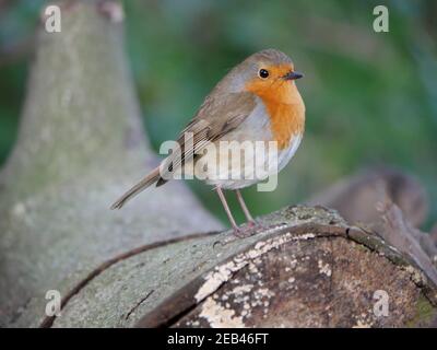 Robin thront auf einem Baumstamm Stockfoto