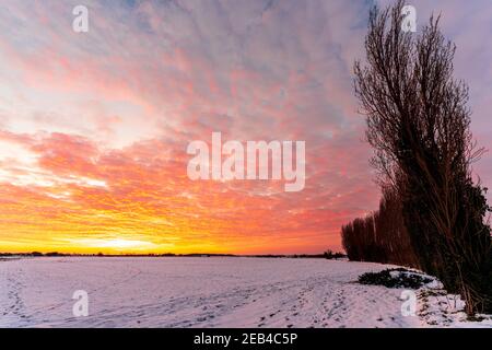 Der Morgenhimmel über einer fernen Hecke und Bäume am Horizont mit einem gefrorenen schneebedeckten Feld im Vordergrund mit einer weiteren Reihe von blattlosen Bäumen an einem Rand des Rahmens. Dramatischer gelber Himmel mit einer unter beleuchteten roten Wolkenschicht, die ihm einen gekräuselten Himmel auf Feuer verleiht. Stockfoto