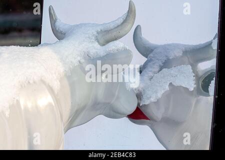 Ventspils, Lettland, 5. Februar 2021: Süße und lustige weiße Kuh mit bemalten Lippen, die an einem verschneiten Wintertag in den Spiegel schauen, eine der vielen Statuen Stockfoto