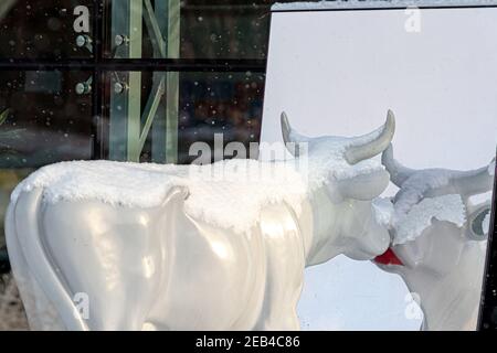 Ventspils, Lettland, 5. Februar 2021: Süße und lustige weiße Kuh mit bemalten Lippen, die an einem verschneiten Wintertag in den Spiegel schauen, eine der vielen Statuen Stockfoto