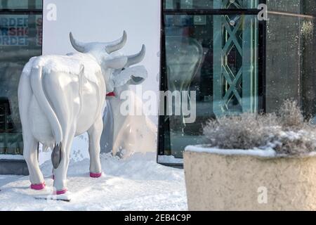 Ventspils, Lettland, 5. Februar 2021: Süße und lustige weiße Kuh mit bemalten Lippen, die an einem verschneiten Wintertag in den Spiegel schauen, eine der vielen Statuen Stockfoto