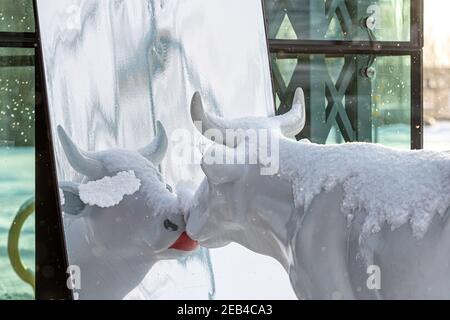 Ventspils, Lettland, 5. Februar 2021: Süße und lustige weiße Kuh mit bemalten Lippen, die an einem verschneiten Wintertag in den Spiegel schauen, eine der vielen Statuen Stockfoto