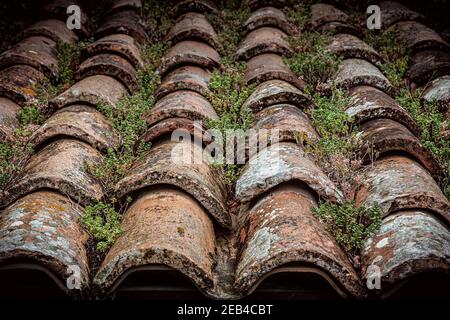 Kleine Pflanzen wachsen auf Dachziegeln in Urbino Stockfoto