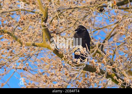 Sythen, Münsterland, NRW, 12th. Februar 2021. Ein Rabe, der auf einer gefrosteten Buche thront, erwärmt sich in der Morgensonne. Im Münsterland wurden heute Morgen Temperaturen von bis zu -20 Grad registriert. Das kalte, aber angenehme Wetter wird sich bis zum Wochenende fortsetzen. Kredit: Imageplotter/Alamy Live Nachrichten Stockfoto