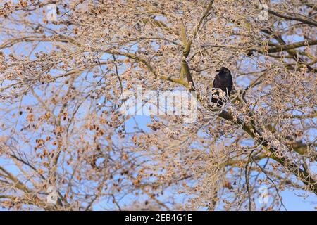 Sythen, Münsterland, NRW, 12th. Februar 2021. Ein Rabe, der auf einer gefrosteten Buche thront, erwärmt sich in der Morgensonne. Im Münsterland wurden heute Morgen Temperaturen von bis zu -20 Grad registriert. Das kalte, aber angenehme Wetter wird sich bis zum Wochenende fortsetzen. Kredit: Imageplotter/Alamy Live Nachrichten Stockfoto