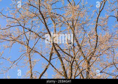 Sythen, Münsterland, NRW, 12th. Februar 2021. Eine Taube, die auf einer matt übersäten Eiche thront, erwärmt sich in der Morgensonne. Im Münsterland wurden heute Morgen Temperaturen von bis zu -20 Grad registriert. Das kalte, aber angenehme Wetter wird sich bis zum Wochenende fortsetzen. Kredit: Imageplotter/Alamy Live Nachrichten Stockfoto