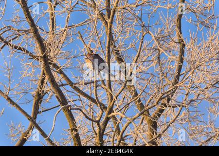 Sythen, Münsterland, NRW, 12th. Februar 2021. Eine Taube, die auf einer matt übersäten Eiche thront, erwärmt sich in der Morgensonne. Im Münsterland wurden heute Morgen Temperaturen von bis zu -20 Grad registriert. Das kalte, aber angenehme Wetter wird sich bis zum Wochenende fortsetzen. Kredit: Imageplotter/Alamy Live Nachrichten Stockfoto