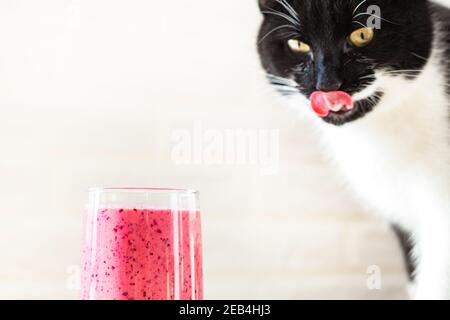 Eine schwarz-weiße Katze leckt ihre Lippen und schaut auf ein köstliches Getränk. Stockfoto