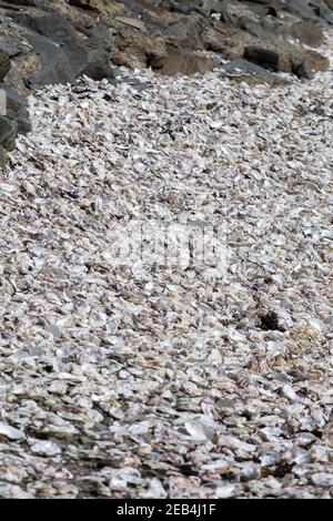 Tausende von leeren Schalen von gegessen Austern auf Meeresboden in Cancale, berühmt für Auster Betriebe verworfen. Bretagne, Frankreich Stockfoto